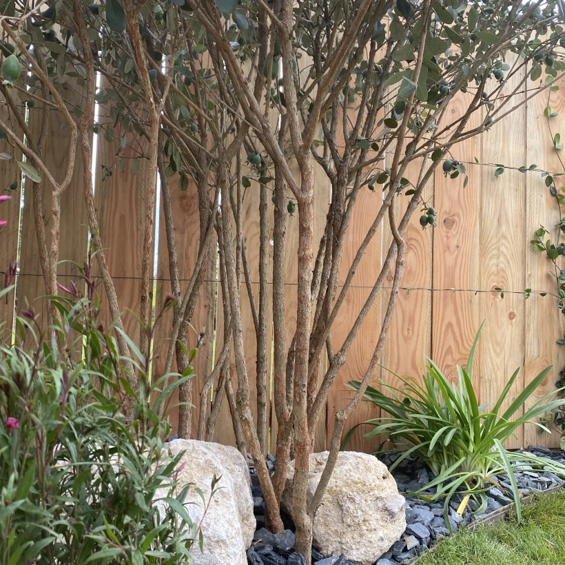 Latouche Paysagere Paysagiste Brissac Bois Soleil 21