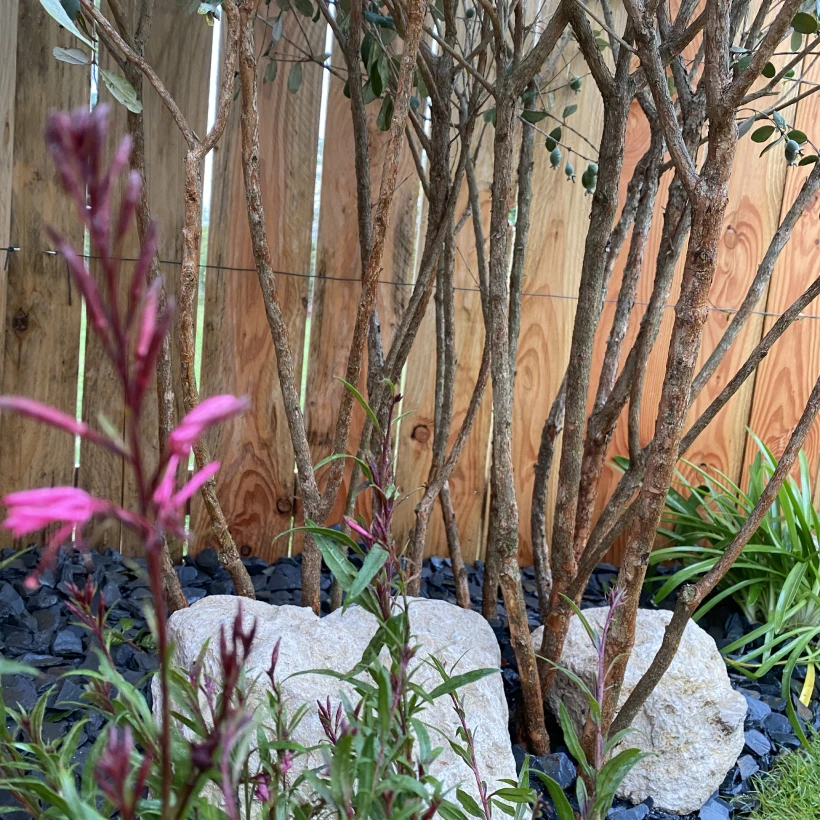 Latouche Paysagere Paysagiste Brissac Bois Soleil 9