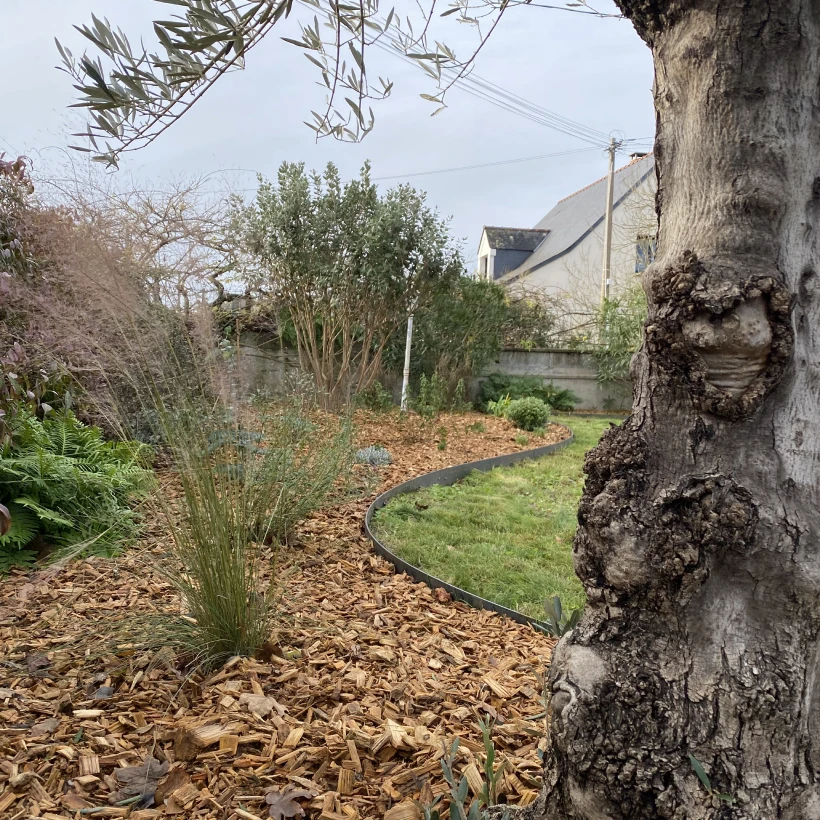 Latouche Paysagere Paysagiste Brissac Olea Feijoa 1
