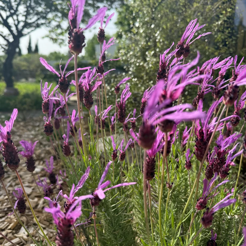 Latouche Paysagere Paysagiste Brissac Olea Feijoa 10