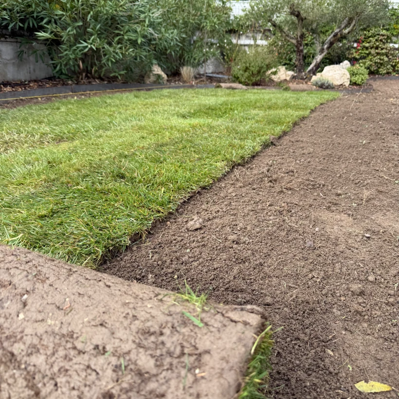 Latouche Paysagere Paysagiste Brissac Olea Feijoa 12