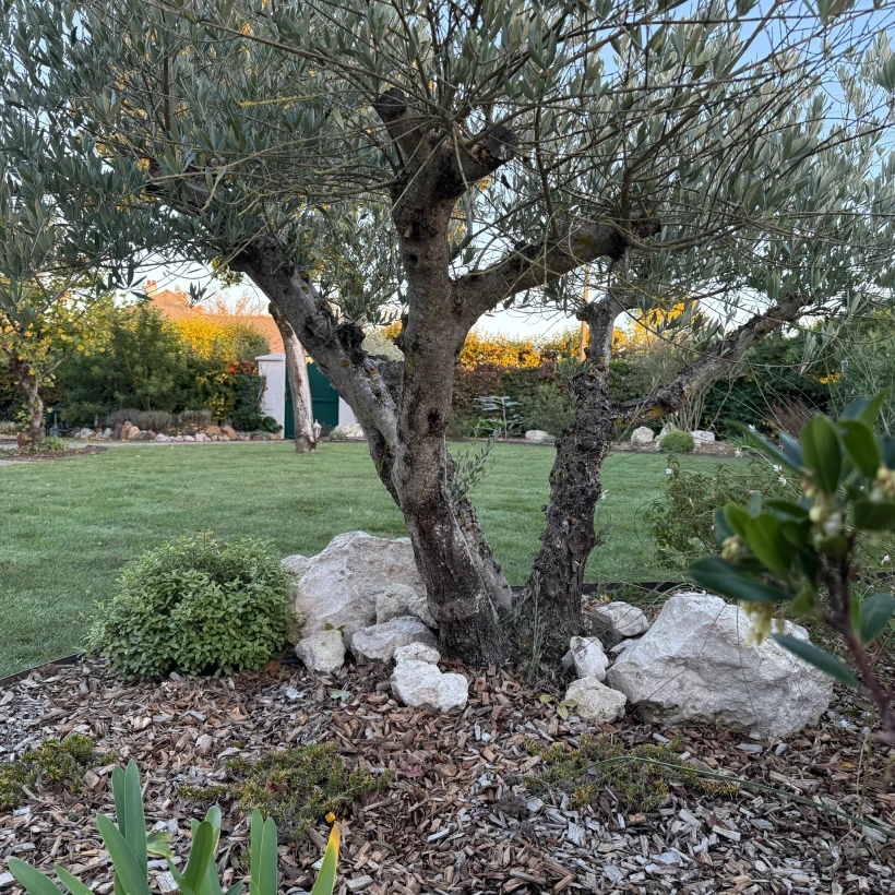 Latouche Paysagere Paysagiste Brissac Olea Feijoa 16