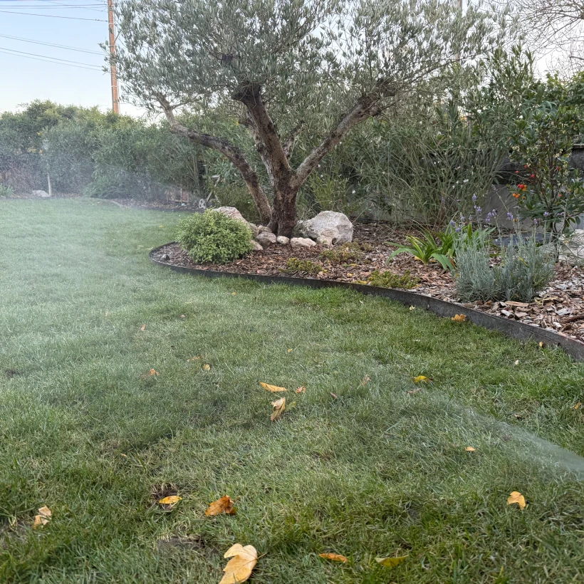 Latouche Paysagere Paysagiste Brissac Olea Feijoa 18