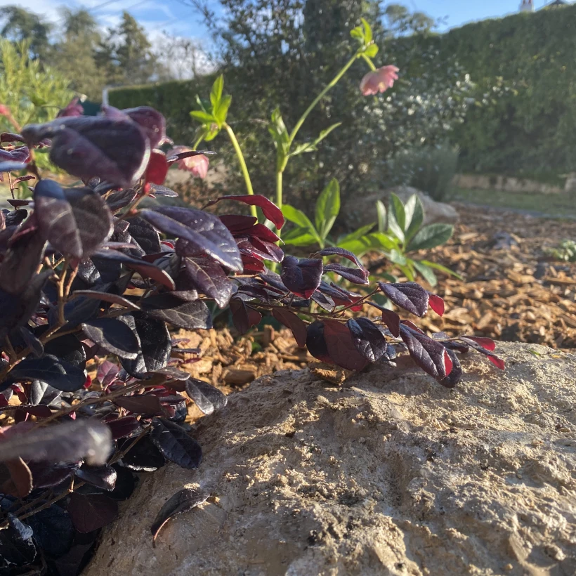 Latouche Paysagere Paysagiste Brissac Olea Feijoa 2