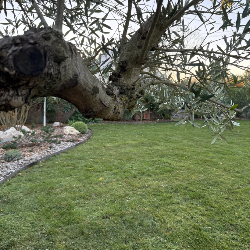 Latouche Paysagere Paysagiste Brissac Olea Feijoa 20