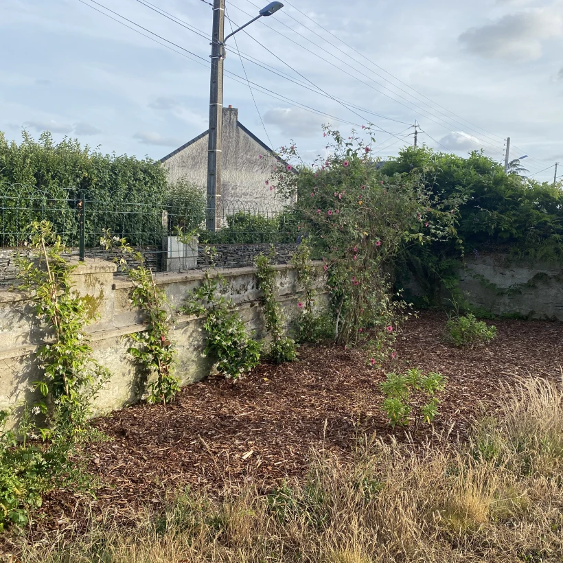 Latouche Paysagere Paysagiste Brissac Olea Feijoa 21