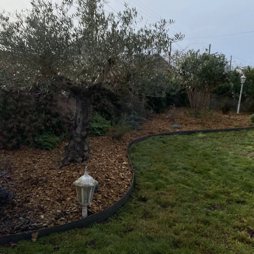 Latouche Paysagere Paysagiste Brissac Olea Feijoa 25