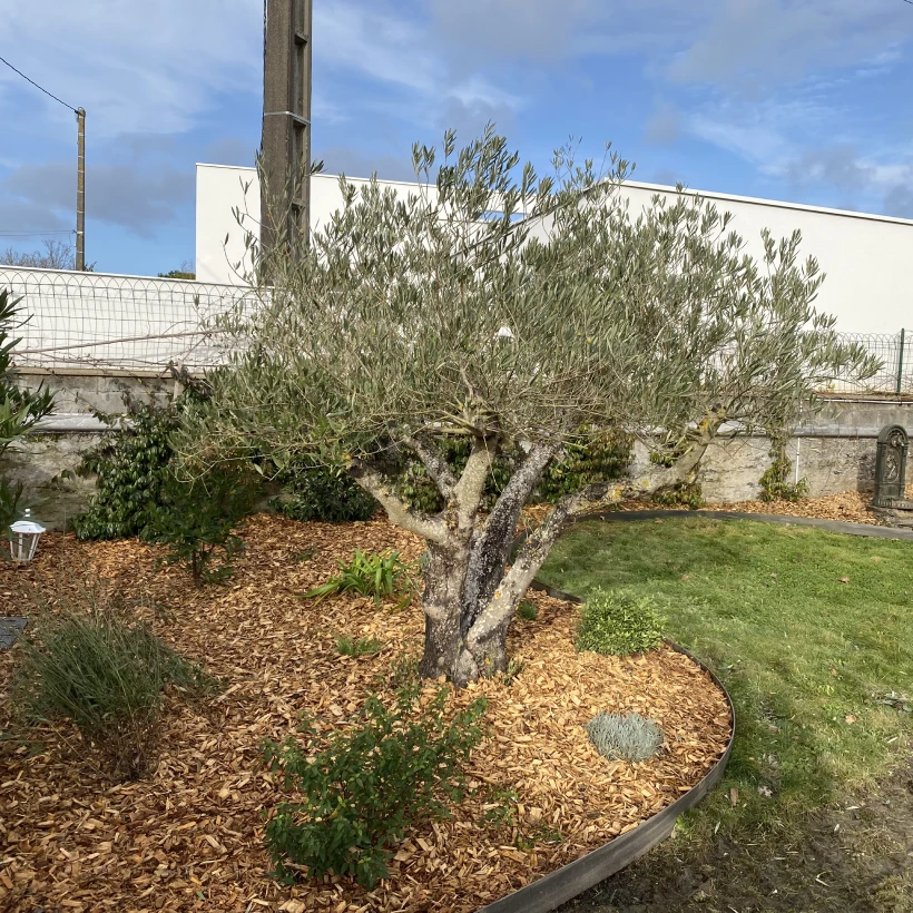Latouche Paysagere Paysagiste Brissac Olea Feijoa 27