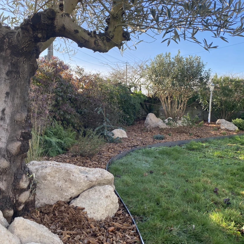 Latouche Paysagere Paysagiste Brissac Olea Feijoa 3