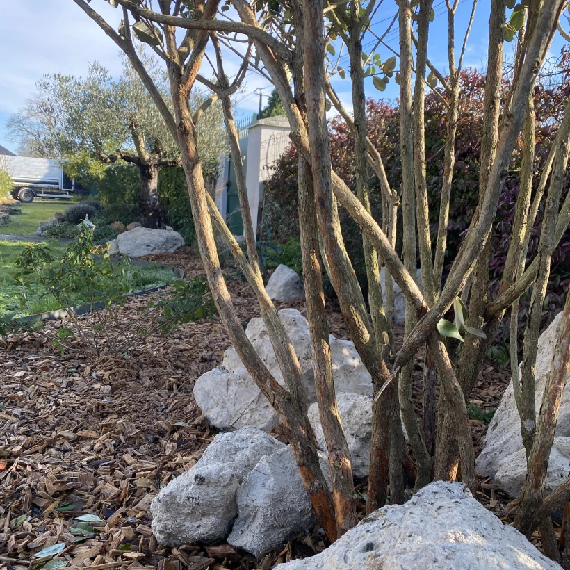 Latouche Paysagere Paysagiste Brissac Olea Feijoa 4