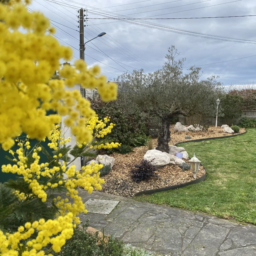 Latouche Paysagere Paysagiste Brissac Olea Feijoa 6