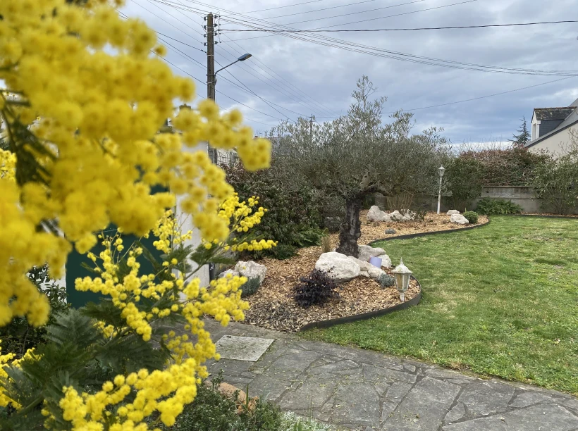 Latouche Paysagere Paysagiste Brissac Olea Feijoa 7