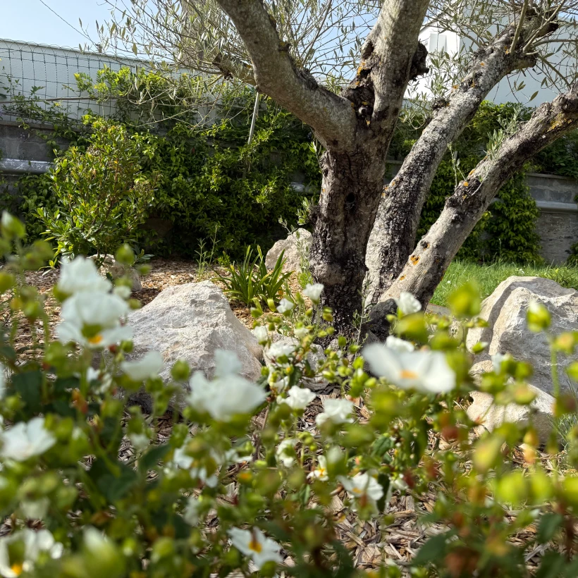 Latouche Paysagere Paysagiste Brissac Olea Feijoa 9