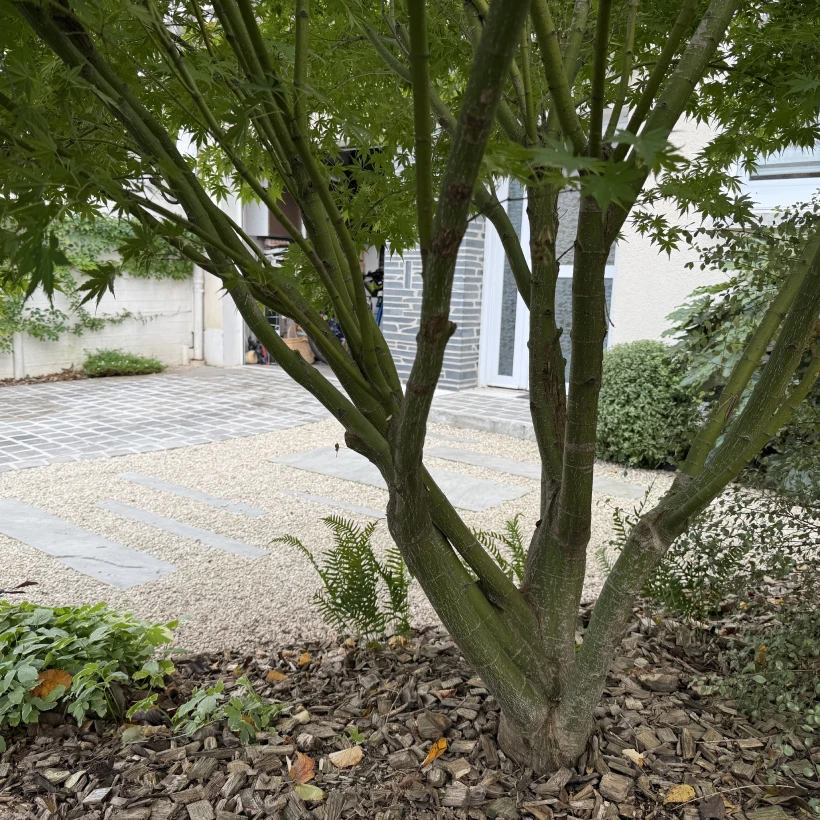 Latouche Paysagere Paysagiste Brissac Pierre Erable 14