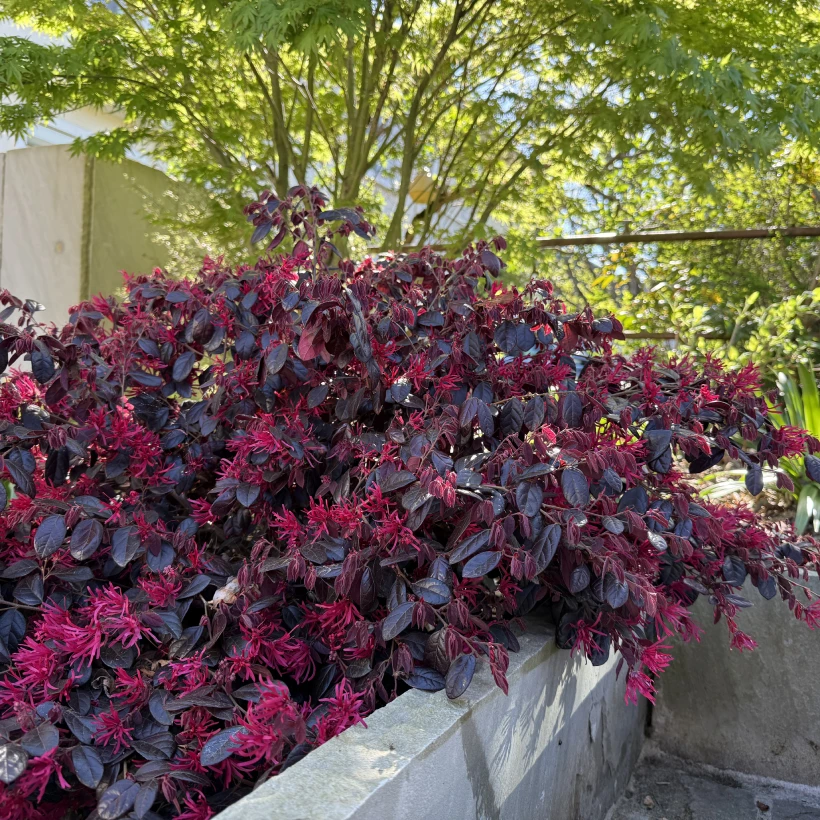 Latouche Paysagere Paysagiste Brissac Pierre Erable 8