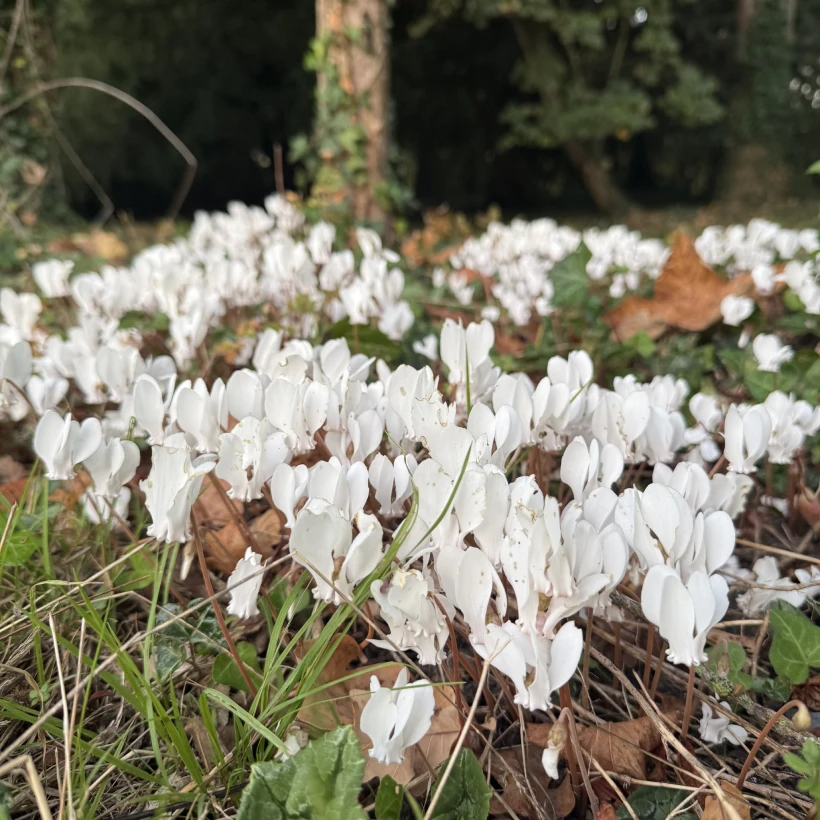 Latouche Paysagere Paysagiste Brissac Soins Nature 10