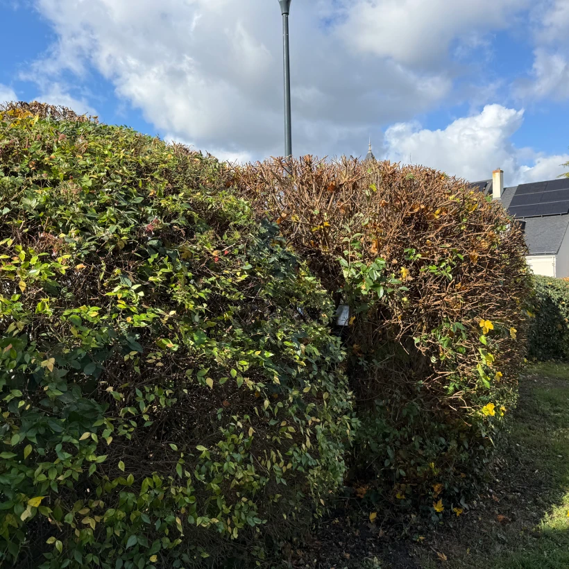 Latouche Paysagere Paysagiste Brissac Soins Nature 12