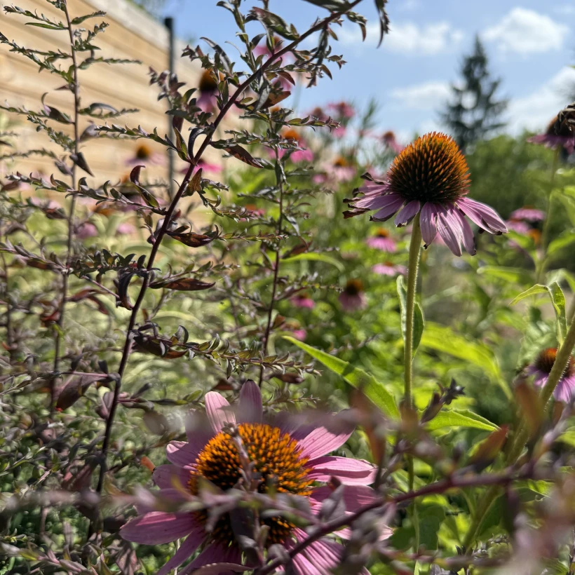 Latouche Paysagere Paysagiste Brissac Soins Nature 7